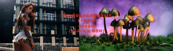 PSILOCYBIN Армянск